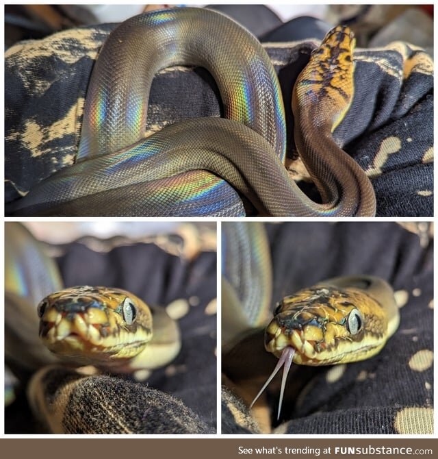 Rainbow Snek
