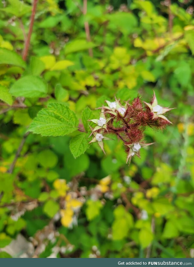 Boysenberry flowers are pretty neat :)