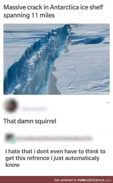 The infamous squirrel