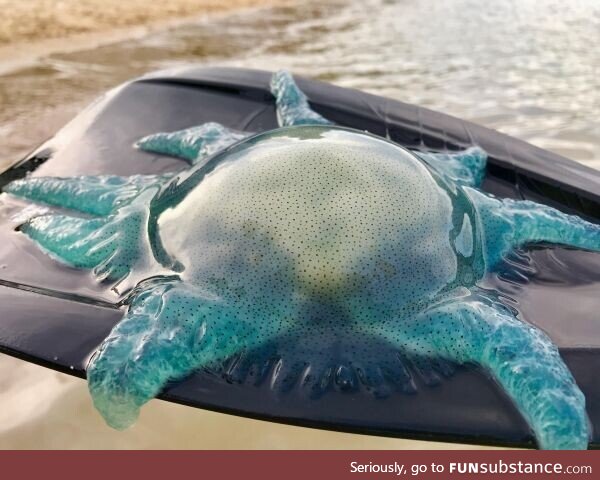 Vivid color of this Blue Jellyfish