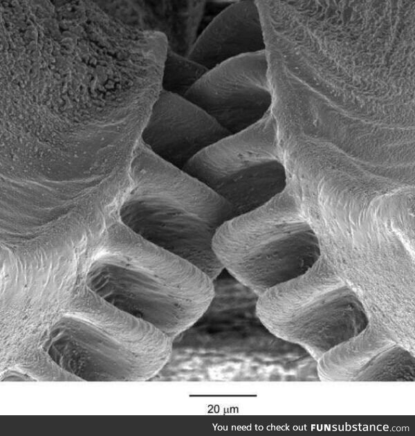 The First Mechanical Gear in a Living Creature. U.K. Scientists find the first biological