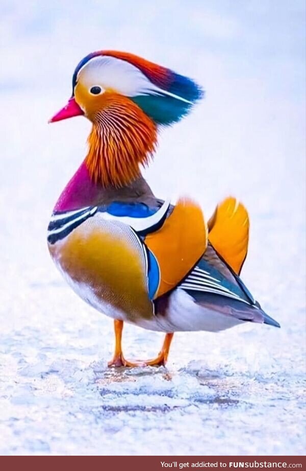 This strikingly colorful Mandarin duck