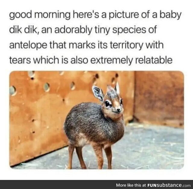 Dik dik pic