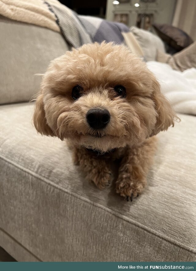 My dog looks like a teddy bear