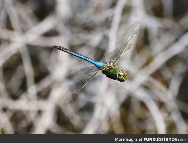 [OC] Managed to get this dragonfly photo today