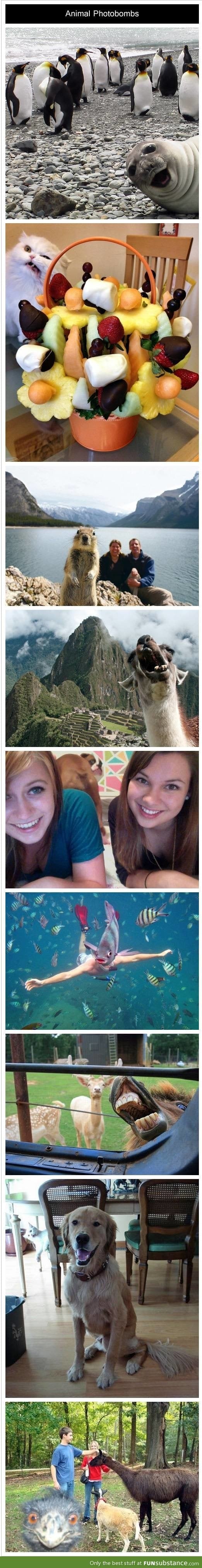 Animal photobombs