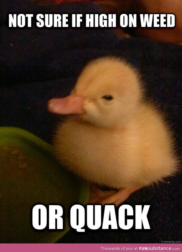 High duckling