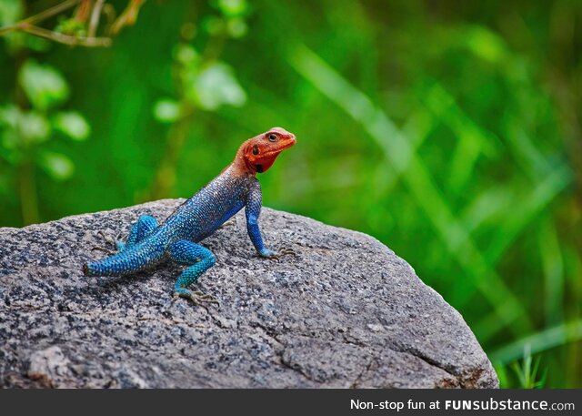 Agama agama  Manyara  Tanzania  Nikon Gears [OC]