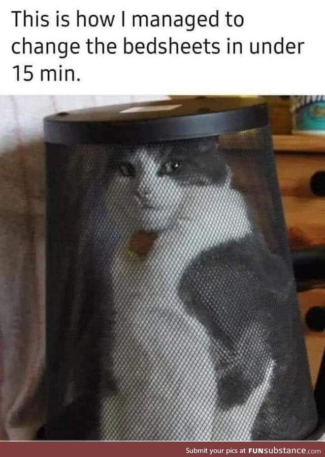 Norty kitty