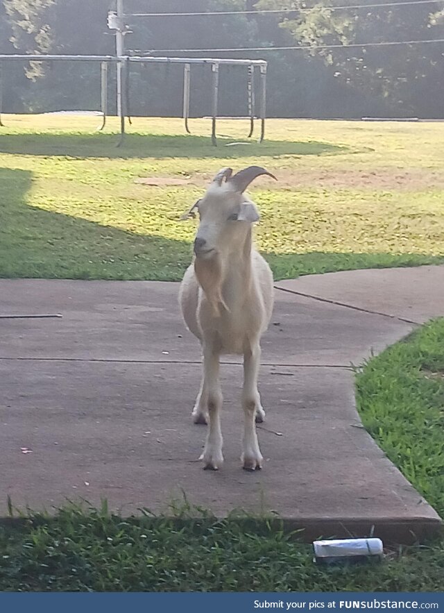 My neighbors goat that got out and ended up in my yard