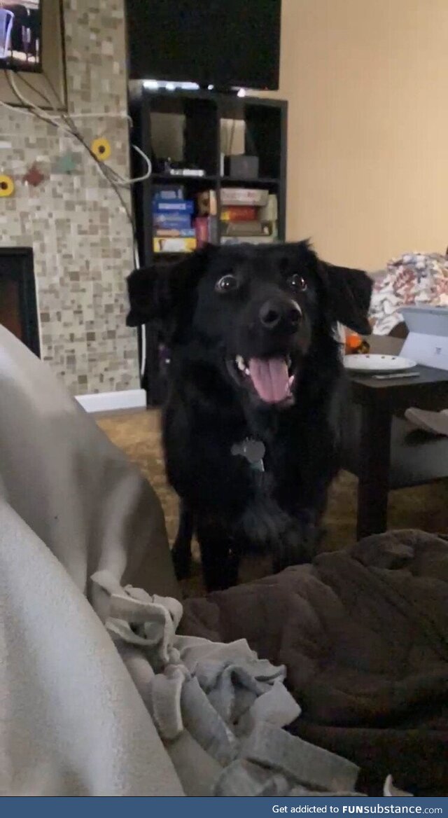 I hope you all find someone who looks at you the way my dog looks at a tennis ball about