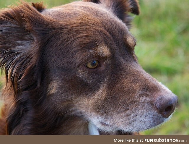 Everyone-is-uploading-pics-of their dogs so I figured, why not