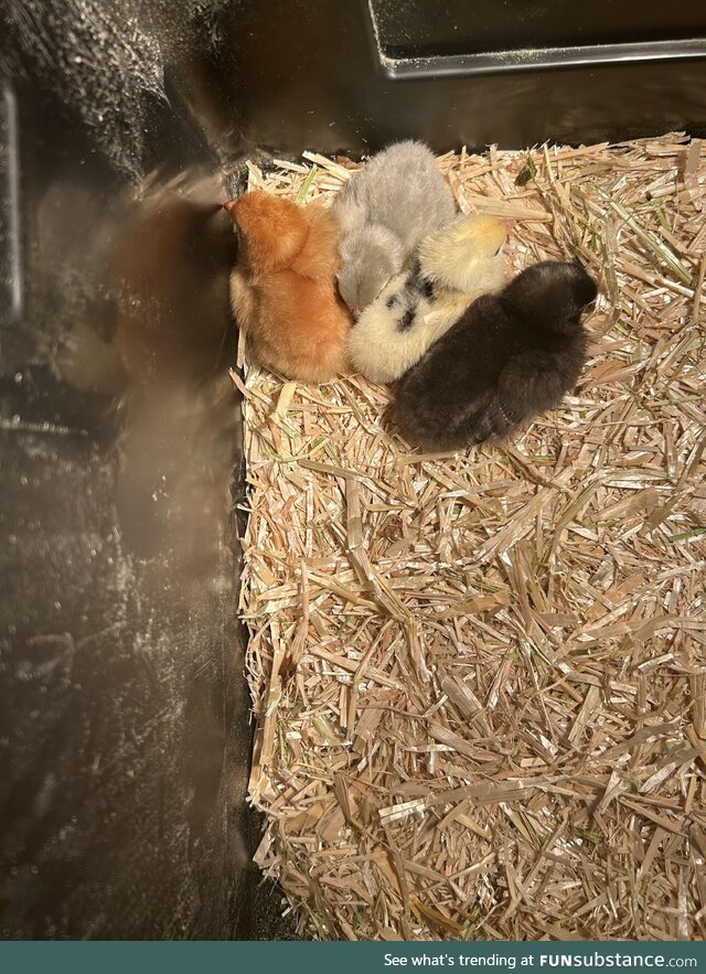 Four chicks lined up