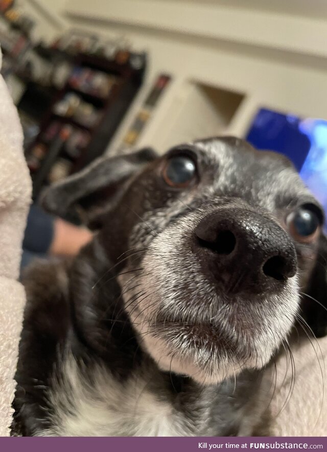 My dog Puck, he's the epitome of goofy