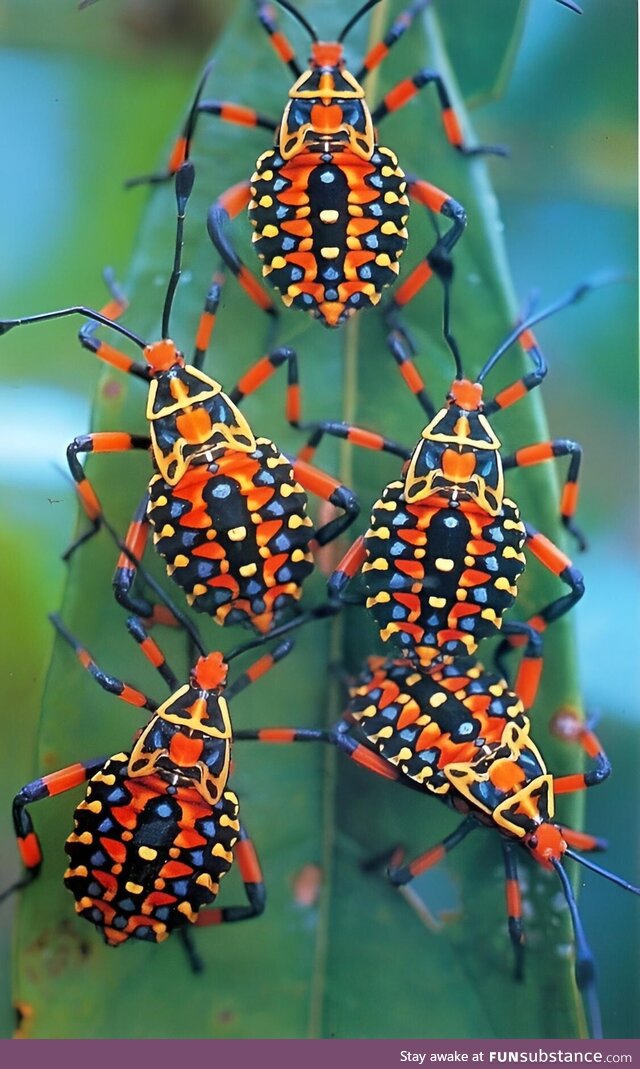 Giant mesquite bug nymphs