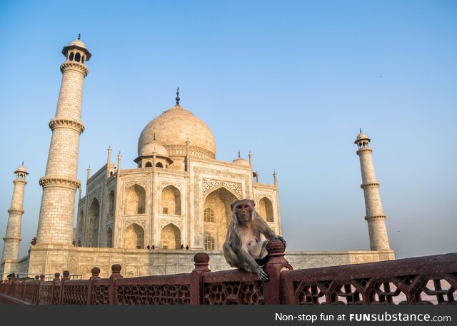[OC] Monkey outside Taj Mahal