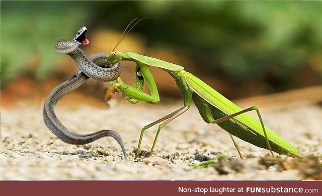 Mantis catches a snake