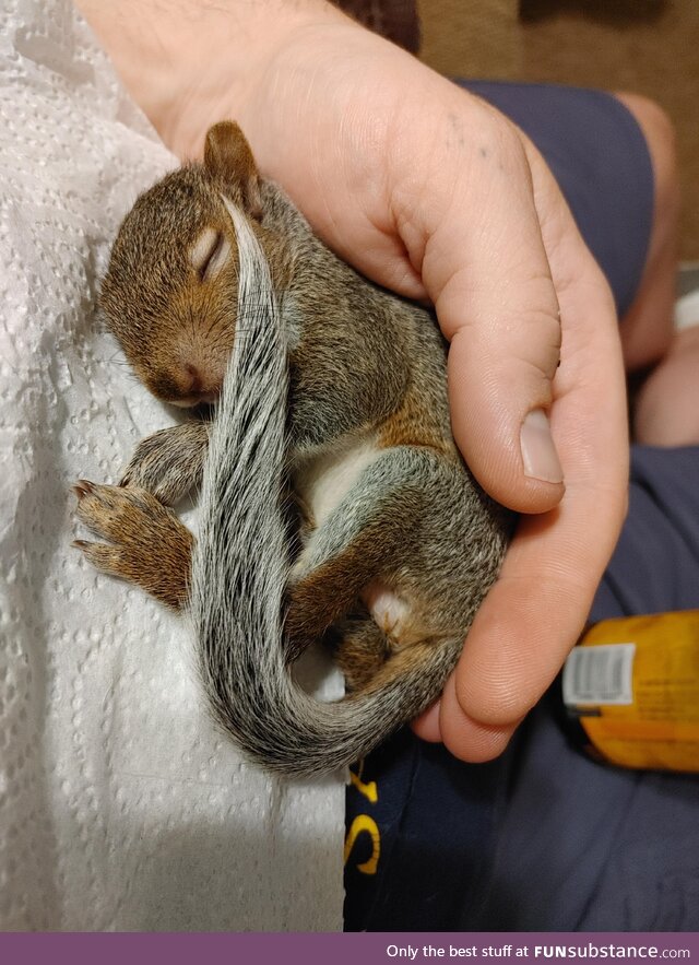 Oliver the rescue squirrel. 3/3