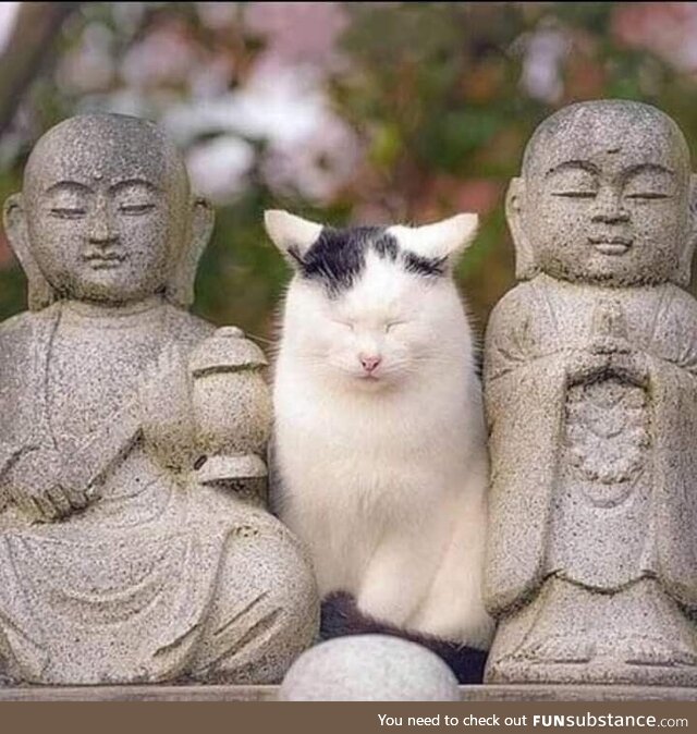 Monk Meow and his disciples