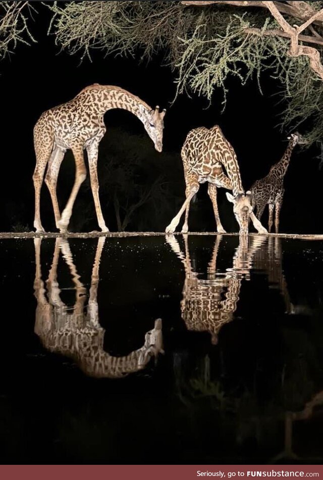Giraffes at night