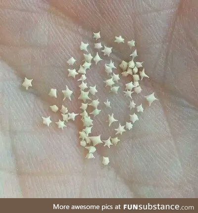 The sand of Okinawa (Japan) contains thousands of small "stars"