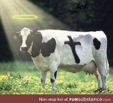 Every time I say holy cow or I hear someone say holy cow this is what I imagine