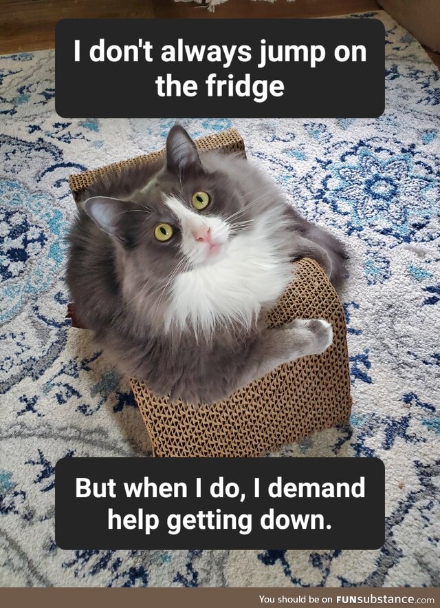 My cat struck a familiar pose