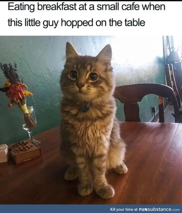 Suddenly .. cuteness!