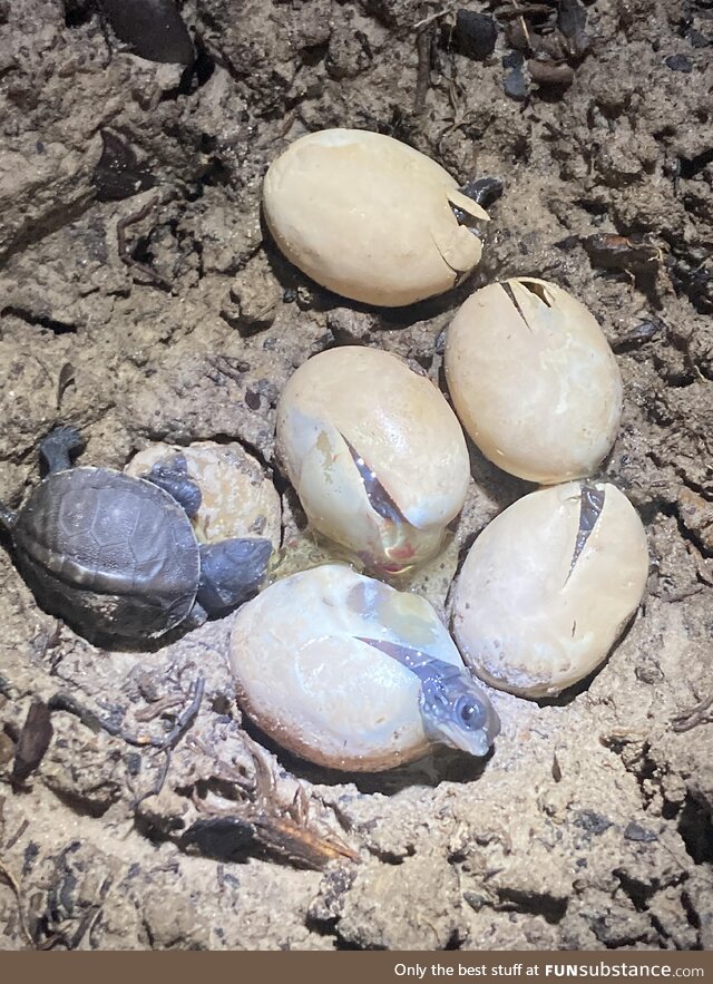 [OC] Baby turtles on the way