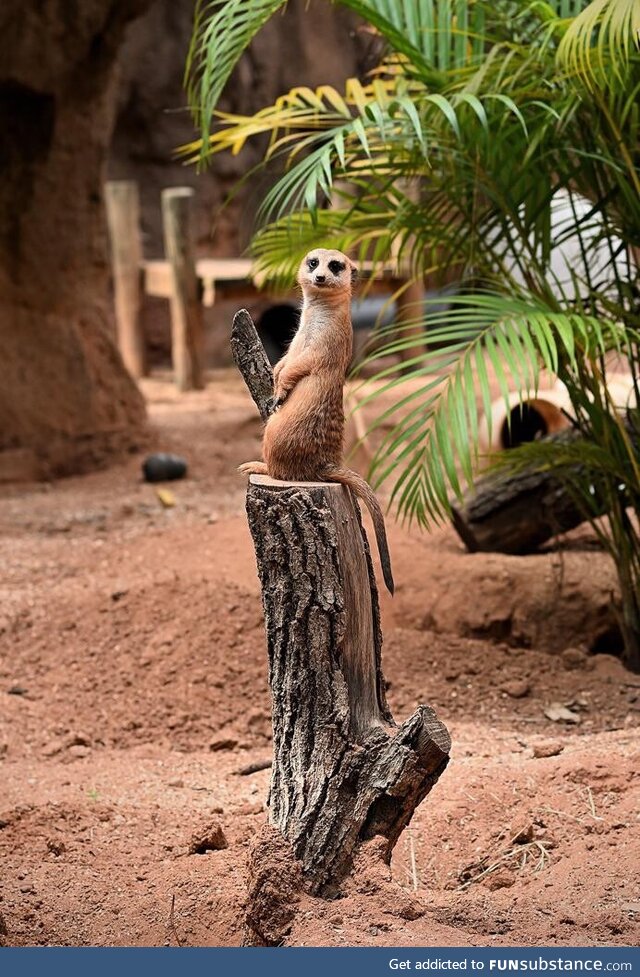 Excited meerkat