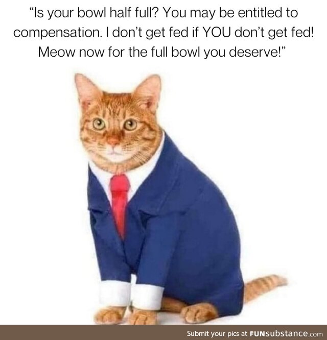 Professional kitteh