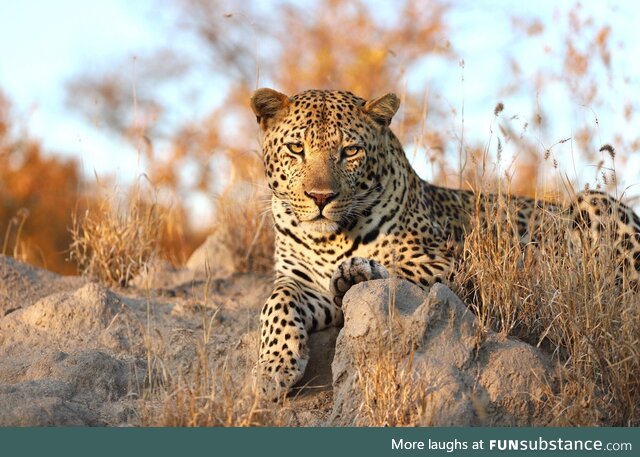 [OC] a Photo of a leopard in South Africa