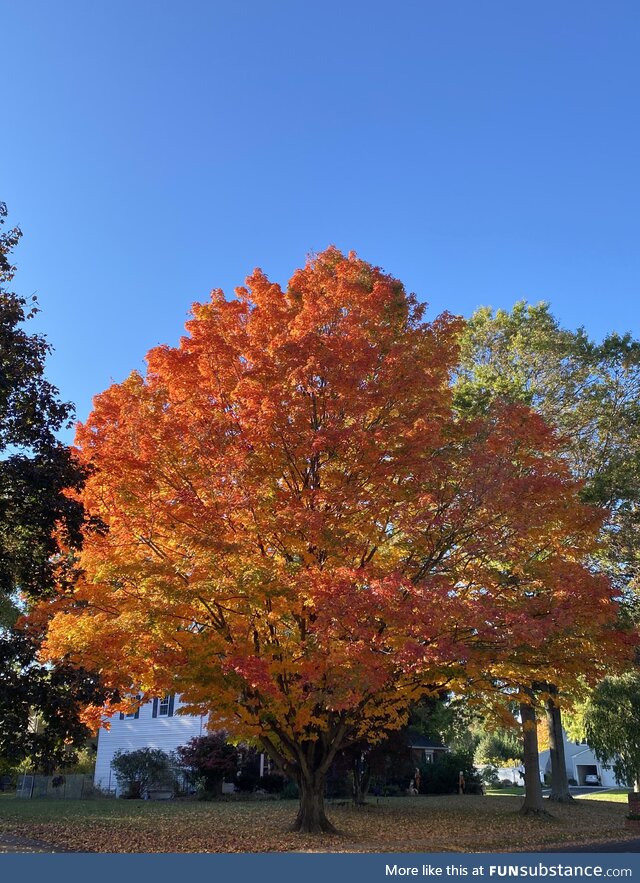I pass this tree every day when I walk my dogs. This time of year always blows me away