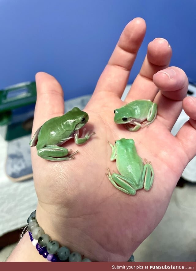 Froggos '23 #317 - Handy Meeting Place