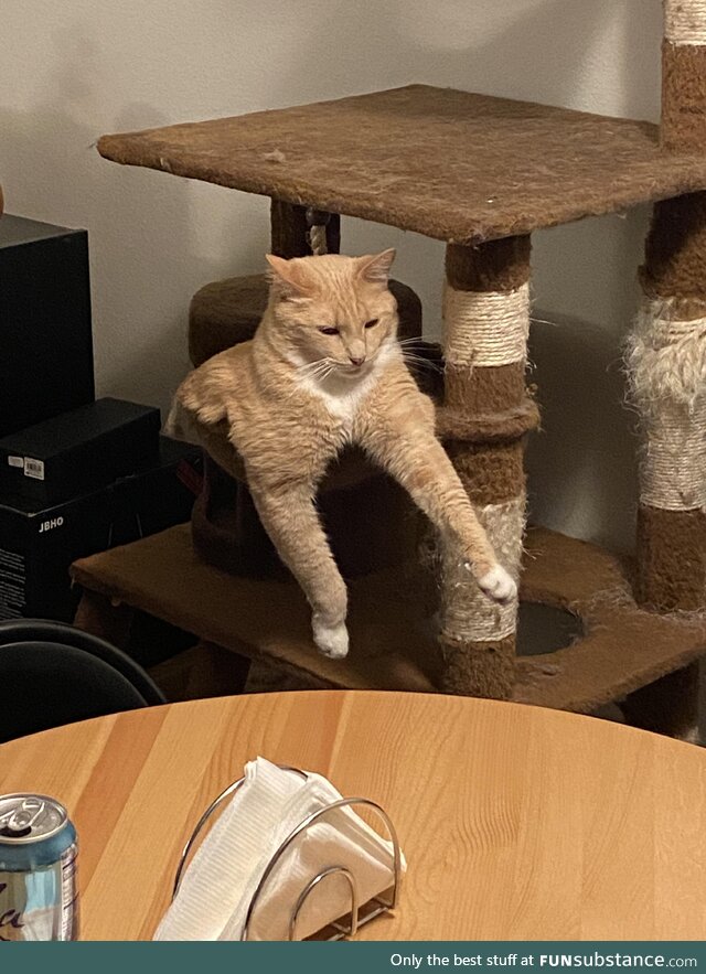 I think Cheddar is having a rough day