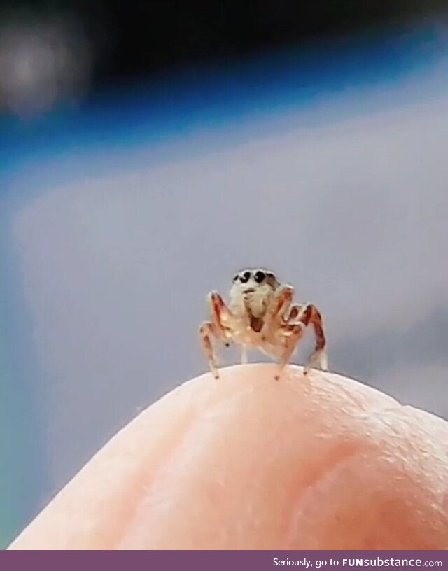 I had a hitchhiker in my car today. I helped them find their way back outside to a nice