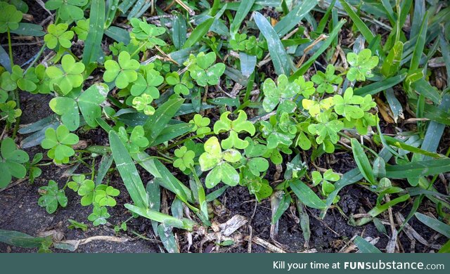 It's all fun and games until you find the radiation symbol clover?!