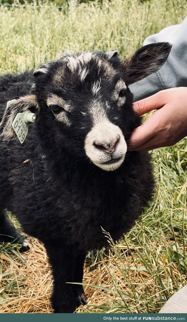 Got to pet baby goats today