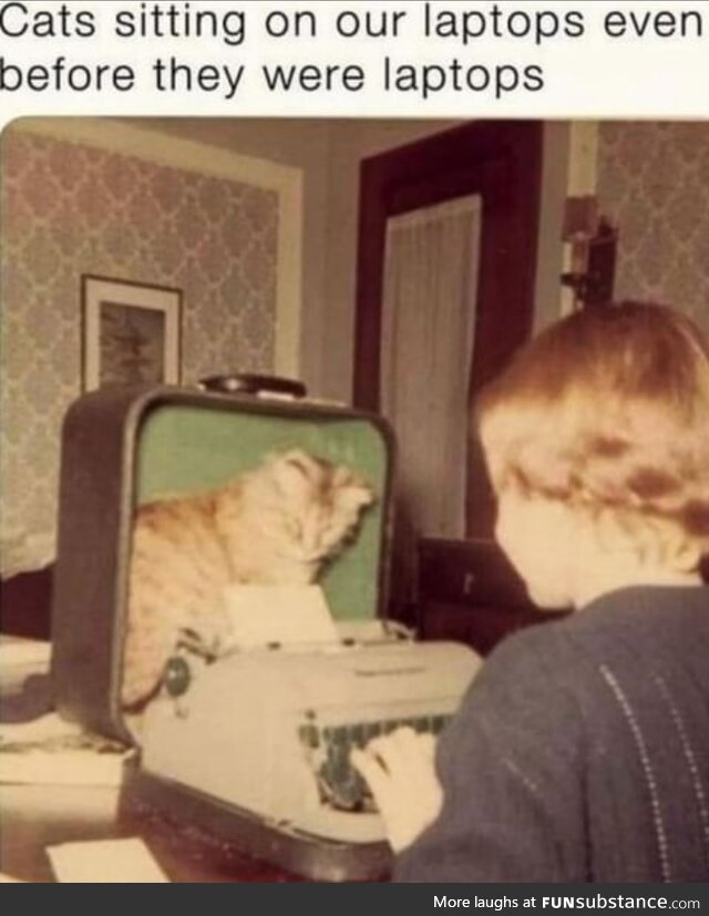 Cat!