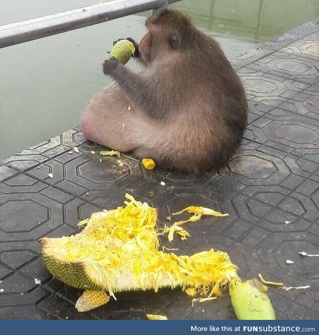 This monkey is my spirit animal!
