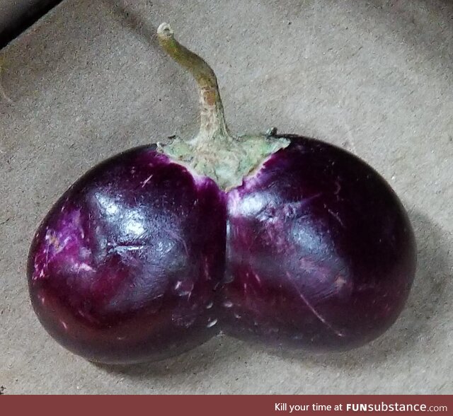 An eggplant I bought today