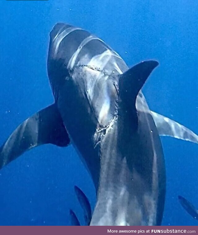 Great white shark photographed with massive bite mark on its body