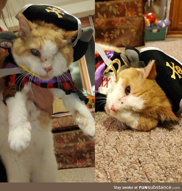 Avast, me kitties…