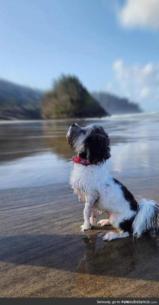 My dad got the BEST picture of my dog on the beach