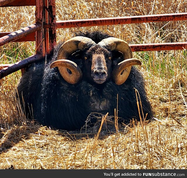 [OC] Sir Winston my Icelandic Ram enjoying the cool breeze today