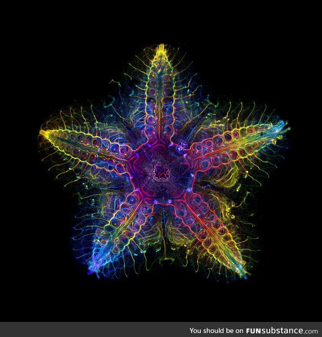 Nervous System of a Sea Star (Patiria Miniata)