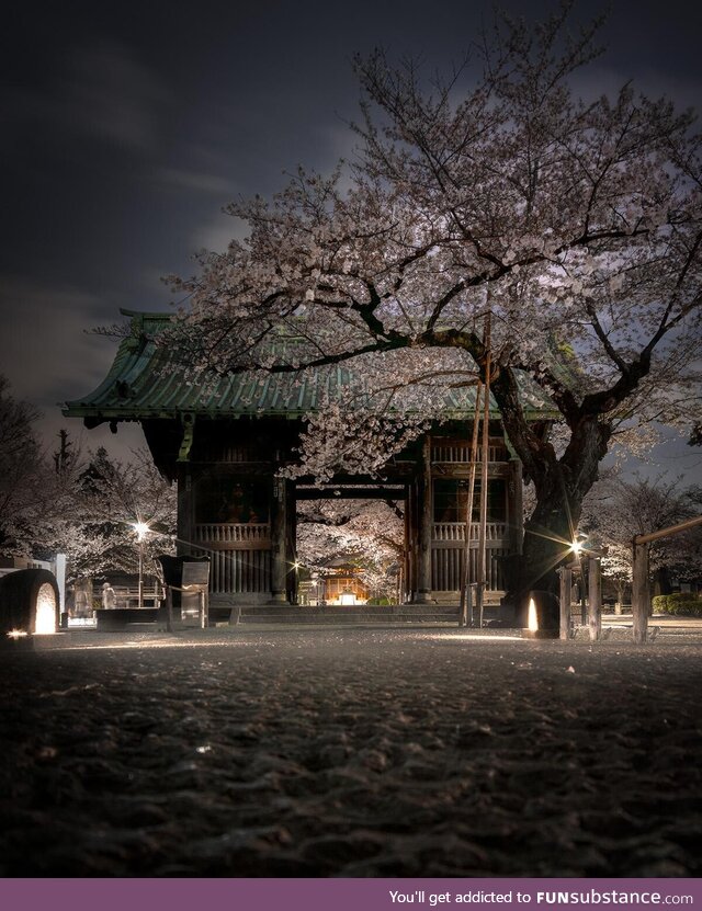 Night cherry blossom, tokyo japan
