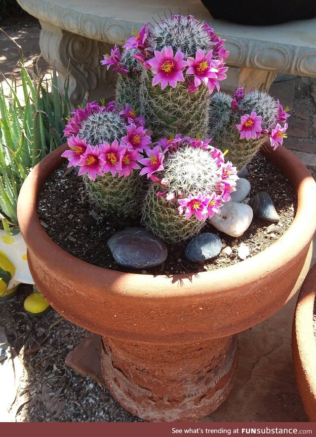 Move over Coachella, no one does a flower crown like a cactus!