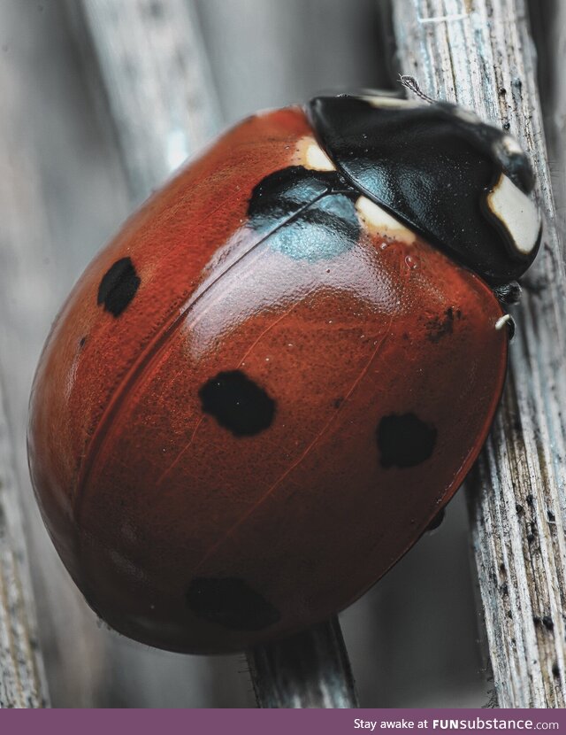 Lady bug I snapped a pic of in my back yard