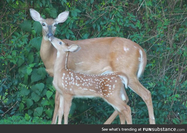 Deer in a backyard